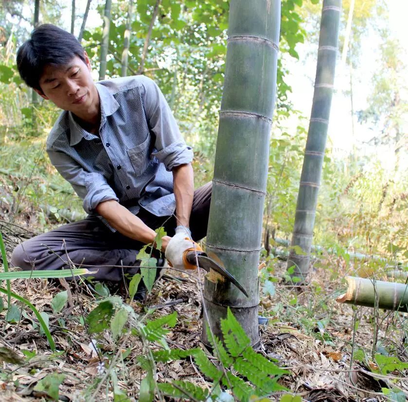 上山砍搭菇棚所需要的竹子