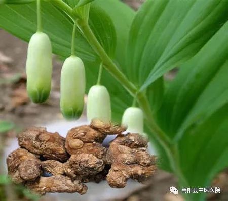 【高阳县中医院】每日中药—黄精