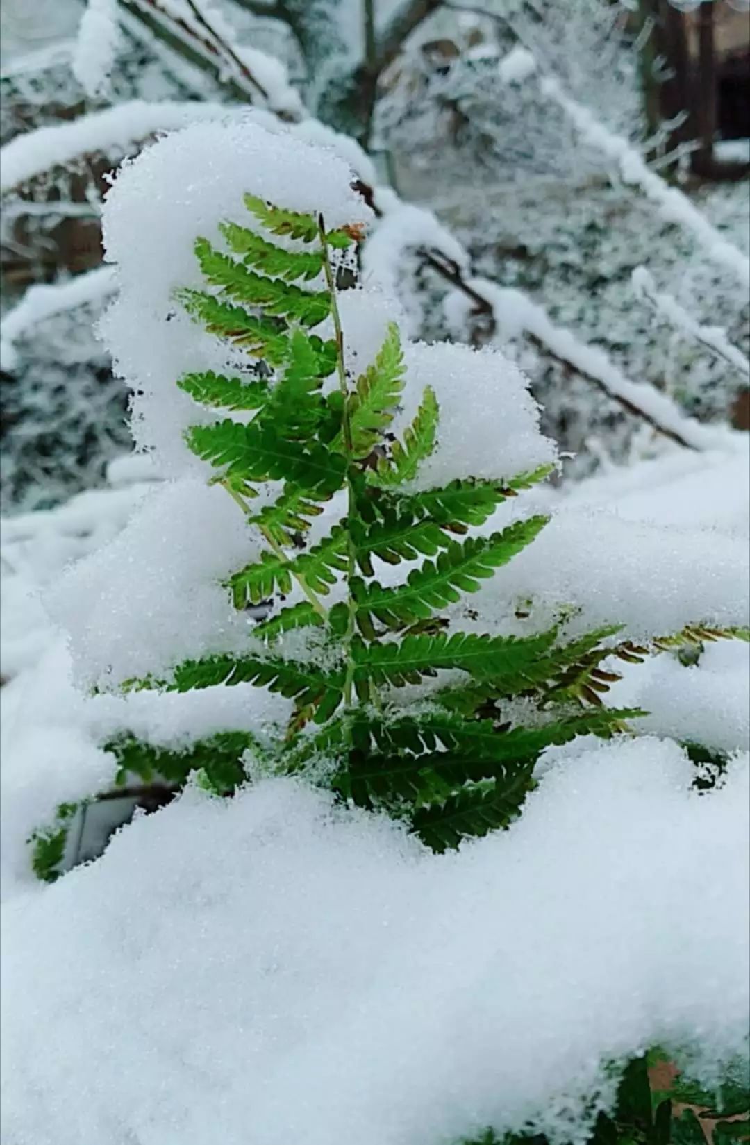 2018年的第一场雪已在路上,明后天凤县将开启雪景美如画模式