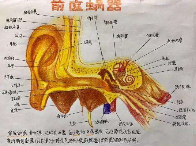 前庭蜗器脑干(brainstem)位于大脑下方,是大脑和脊髓之间的较小部分