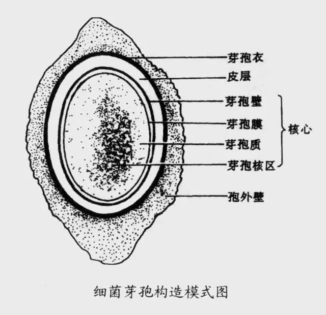 科技 正文  但是,它们还留有最后一手:变成芽孢,细菌芽孢有着芽孢膜