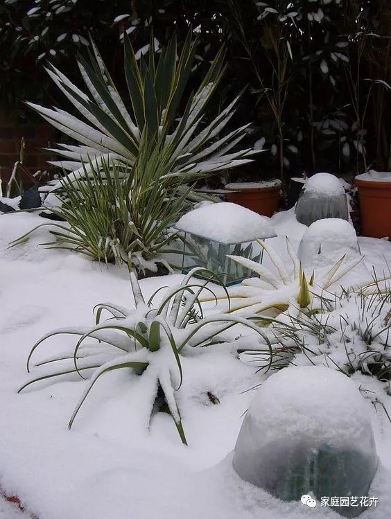 下雪了,大家都在晒雪景,给花友上一组多肉植物与雪的