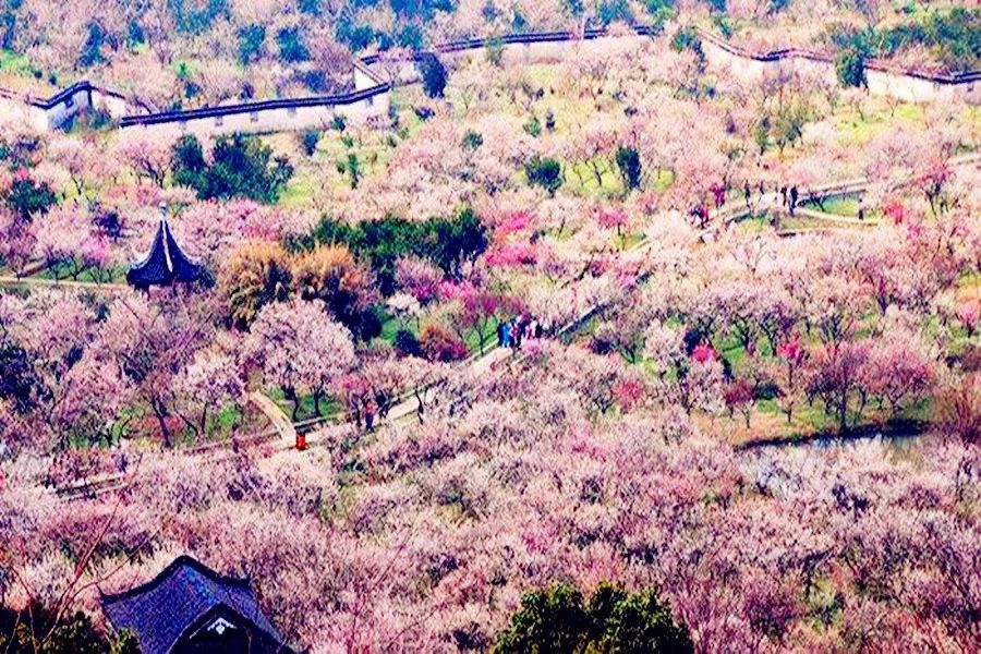 林屋梅海又名林屋洞,位于西山岛东北部林屋山下.景点面积18公顷.