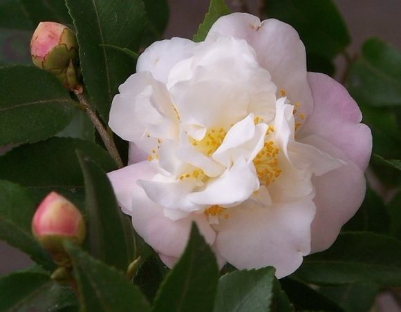 阳江茶花基地的茶花苗,小苗,树品种介绍