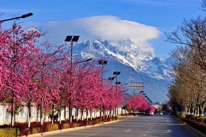 丽江樱花大道