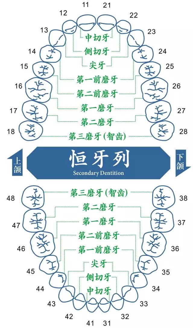 医生,我矫正牙齿能不拔牙吗?会不会有"牙套脸"?