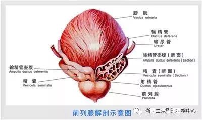 前列腺是男性特有的腺体,其大小,形状像胡桃,大约重20g,前列腺位于