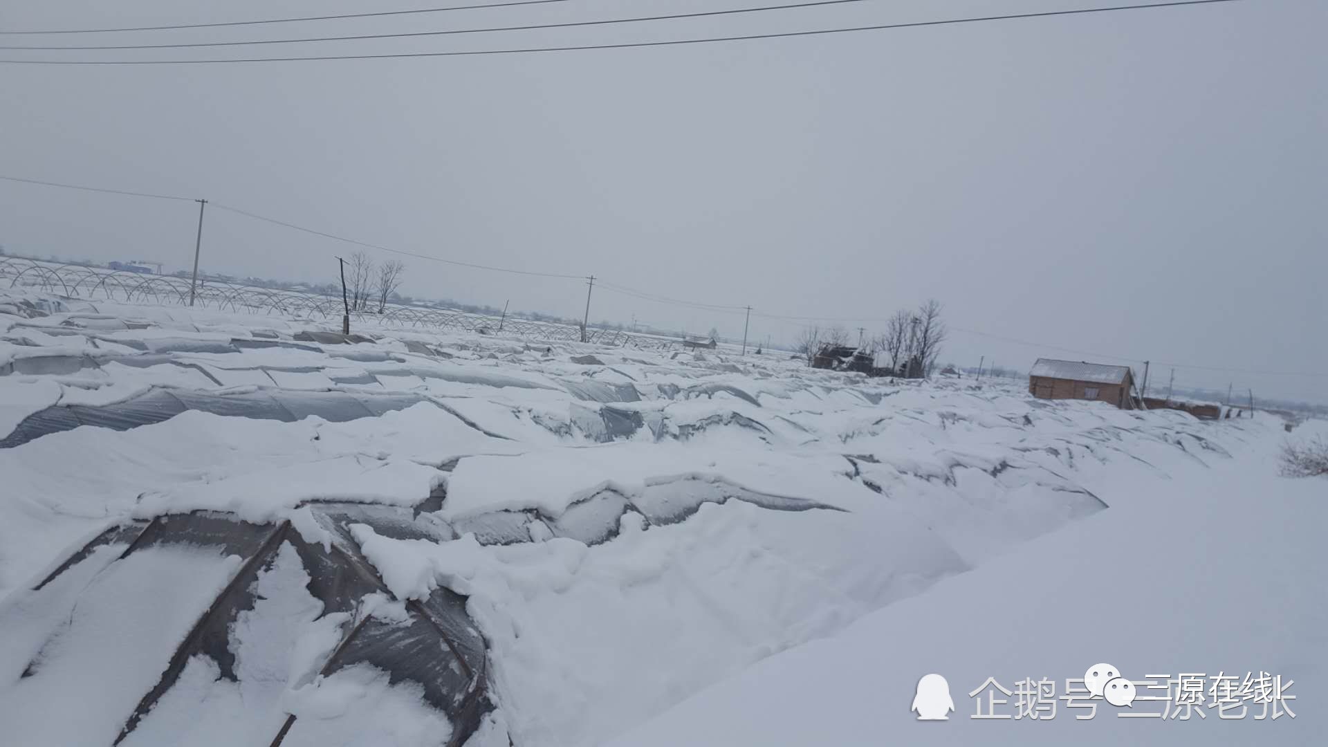 三原县徐木乡福音村是远近闻名的蔬菜种植大村,由于此次暴雪影