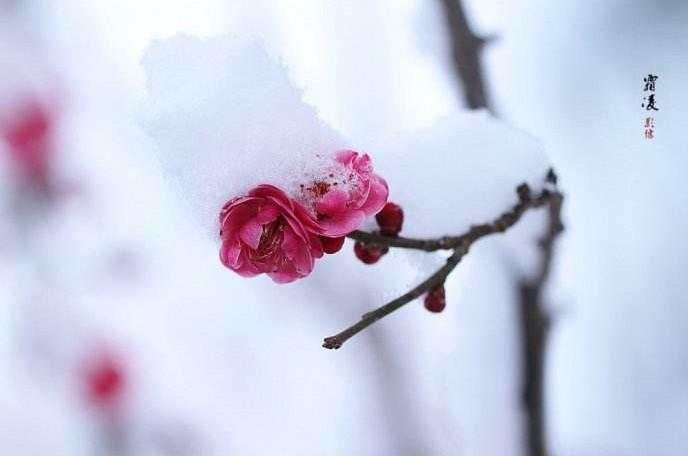 读睡古诗词欣赏 漫天飞雪惹闲愁, 乍见狂风四处游