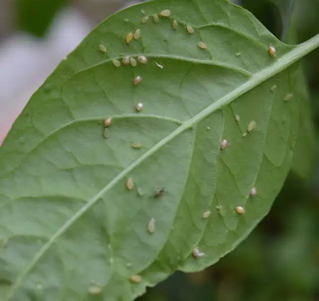 拒绝病虫害让家中绿植清爽度冬