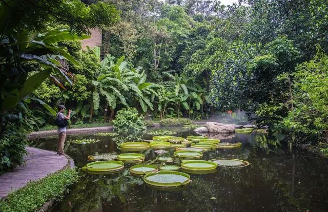 酒店早餐后,前往 【厦门园林植物园】家长们在植物园内参观,自由活动.