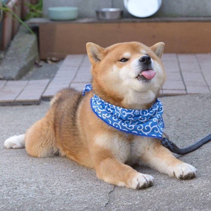 趣图:柴犬真的太萌啦,这组素材目测会被做成表情包吧!