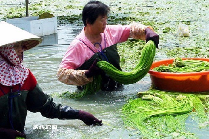 不过主要作用不是观赏而是食用,又叫水莲菜.