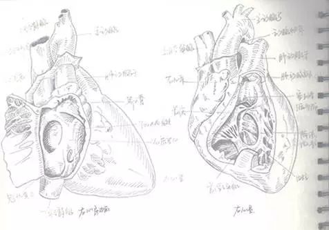 那我们再由表及里,由浅入深的学习一下心脏的解剖学特点.