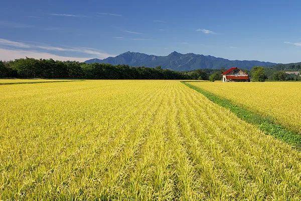 切实保障化肥供应 农业农村部组织成立农资保供专班