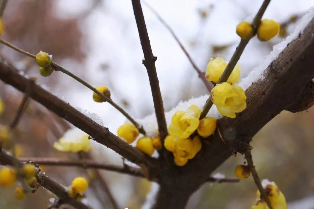 雨雪雨夹雪不怕还有她在