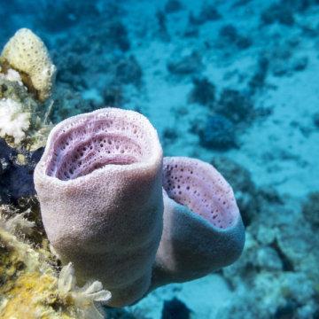 海绵或栉水母演化争议,哪个是最古老生物?