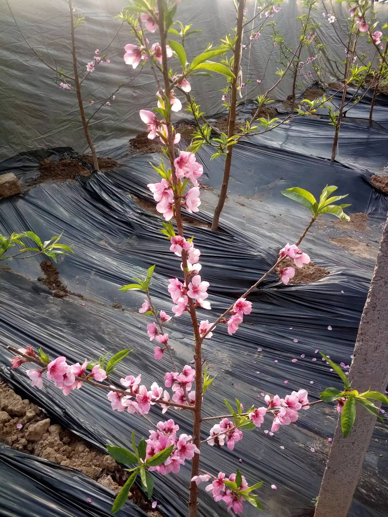 【桃花朵朵开】2018不想继续做单身王的话,那就快来沾点桃花运吧