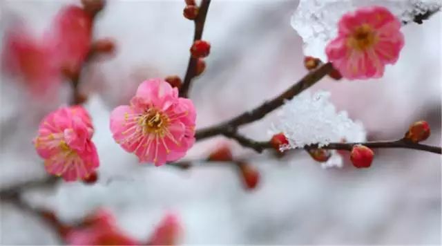 诗意小寒《早发竹下【宋】范成大结束晨妆破小寒,跨鞍聊得散疲顽.