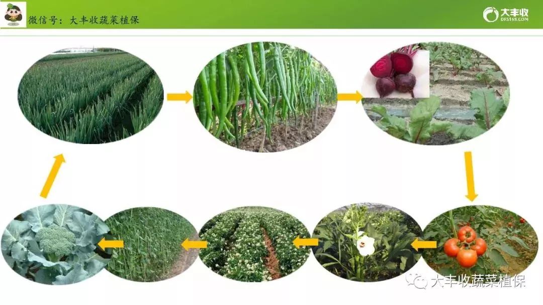 5,根据对杂草的影响分析 可参考这轮作模式: 玉米与包菜间作,辣椒与