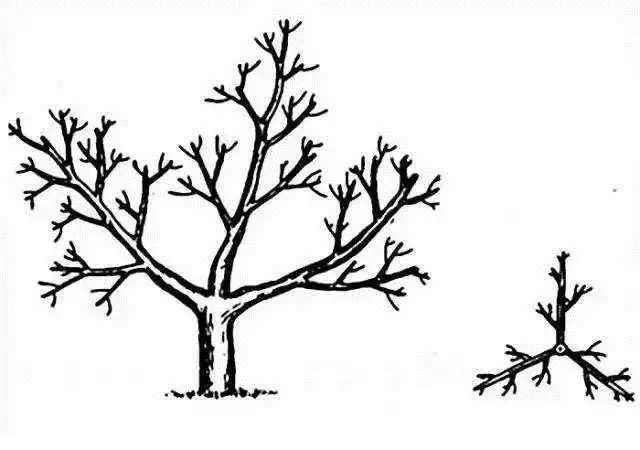 留3-4个均匀排列的主枝,每个主枝上再留2-3个侧枝构成树体骨架,自然