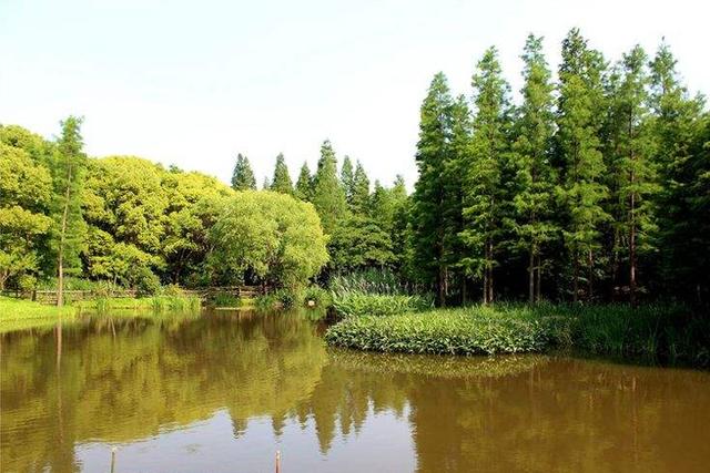 这个假期必去的上海12大森林郊野公园