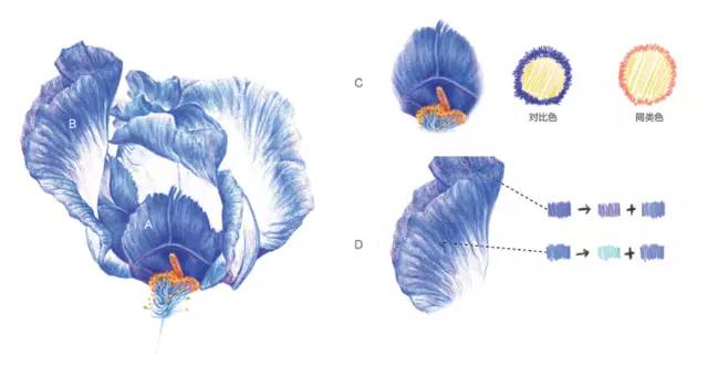 鸢尾花彩铅画法步骤图