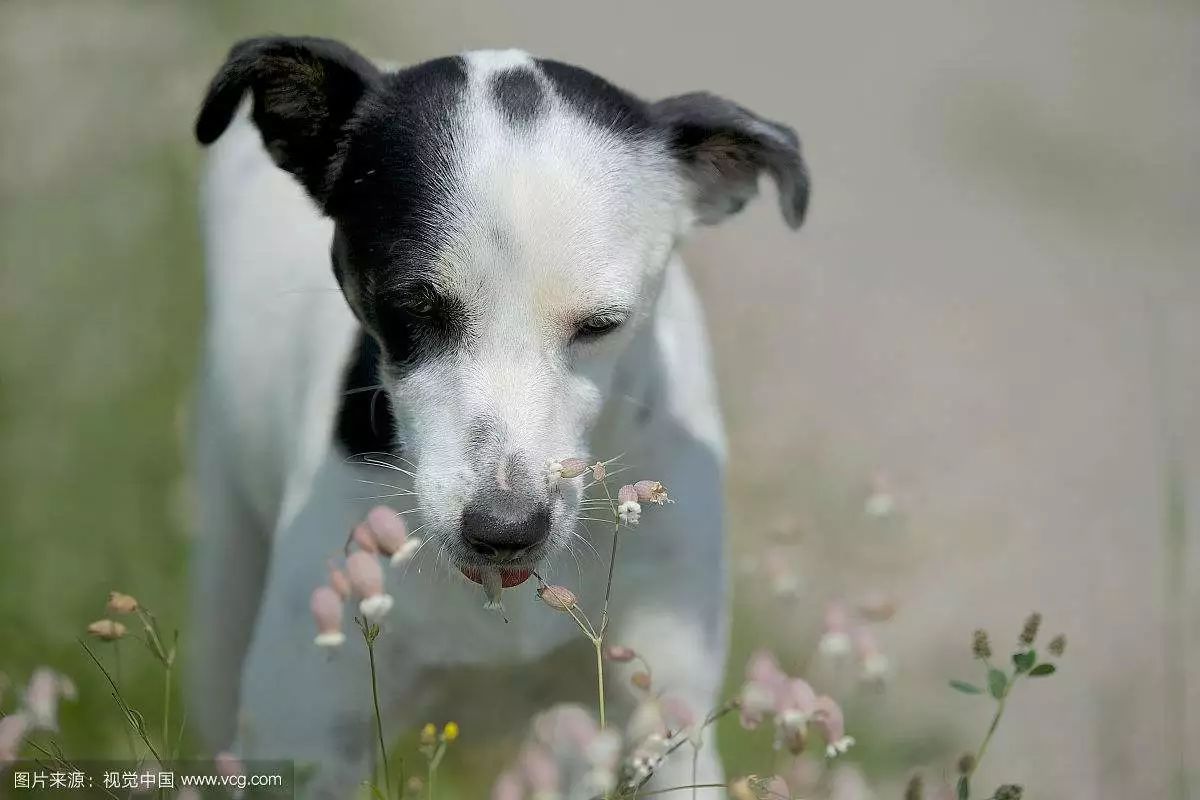 唯一以最早饲养人名字命名的犬种——杜宾犬Dobermann - 知乎
