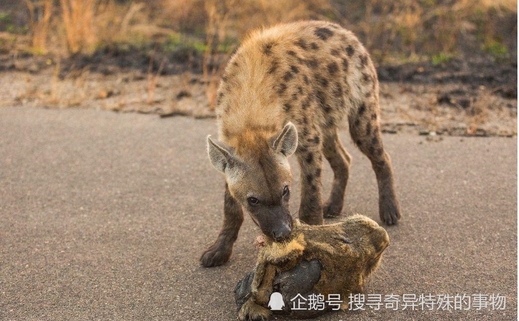 反天还是作死?鬣狗叼着母狮子头在狮群中炫耀