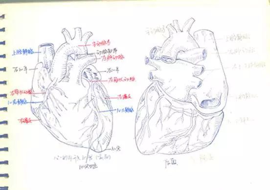 是不是觉得对于心脏结构的了解,还是不够立体,不够直观?