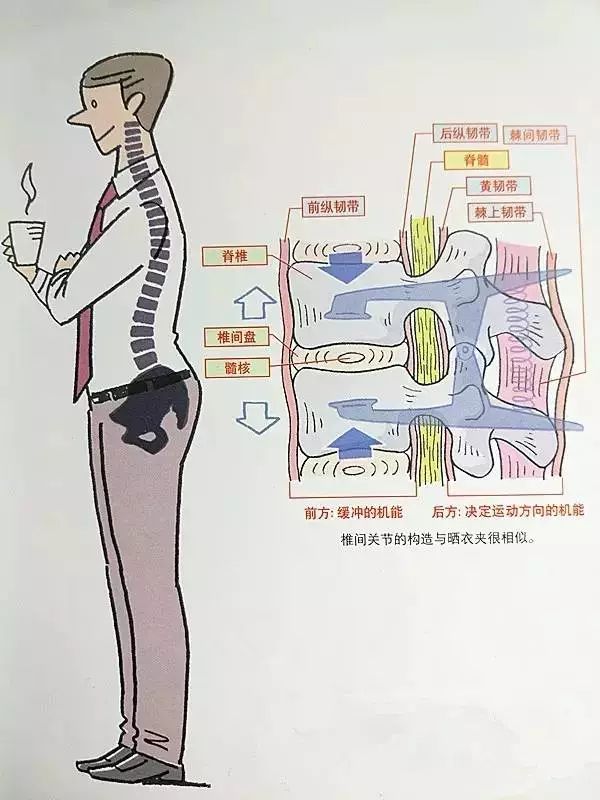 椎间盘的位置及解剖构造