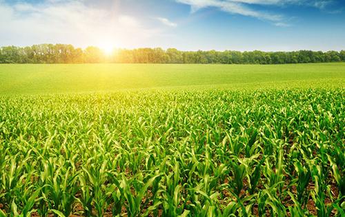 玉米地里施肥有方法,常见误区需避免