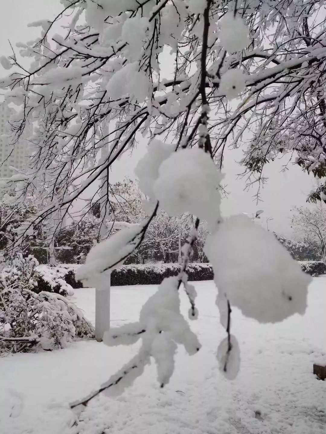 满城白皑皑的雪景美图 看完大片,我们好好说说天气 一整天,下雪的话题