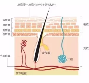 皮脂膜是什么?pose皮肤管理中心专业分析