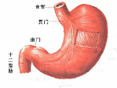 十二指肠溃疡是什么病?胃肠医师初文学详细解答十二指肠