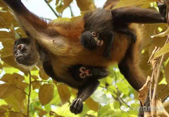 【rlyl物种说】今日-黑掌蜘蛛猴(black-handed spider monkey)