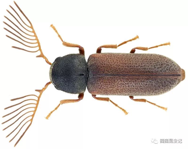 pectinicornis,许多栉角窃蠹亚科(ptilininae)的雄性触角单栉状(图源