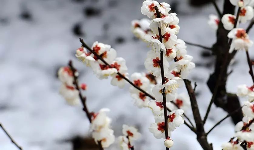 注释 ①雪似梅花:唐东方虬《春雪》:"春雪满空来,触处似花开.