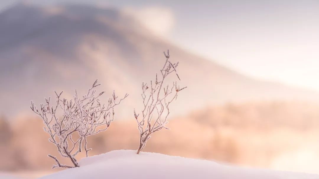 凄凄岁暮风,翳翳经日雪 | 今日小寒,嘉兴天气如