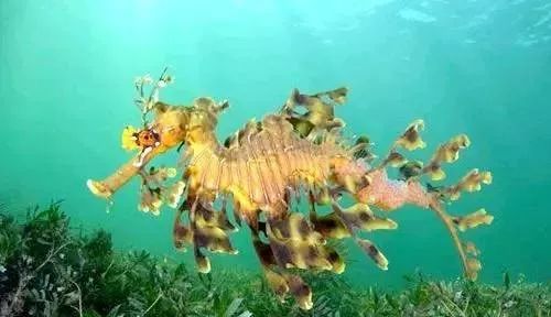 海洋大熊猫叶海龙,热带海礁岛的水生生物,简直太神奇