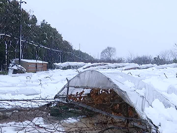 一夜之间40亩大棚被大雪压塌 灾情受到央视关注