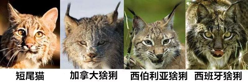 加拿大猞猁种