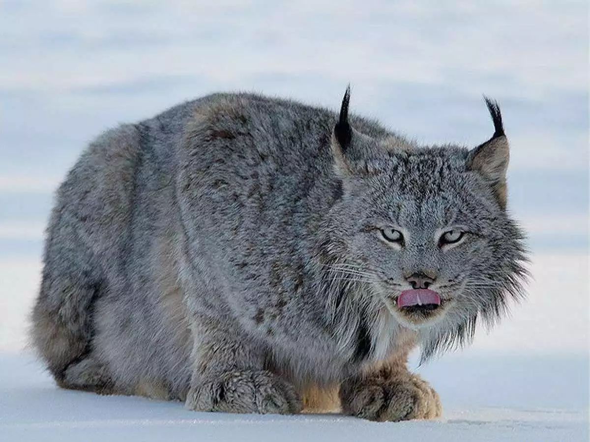 加拿大猞猁