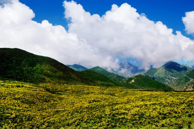 6亩土地流转给积石山县陶韵生态旅游开发有限公司,用来发展风景观光