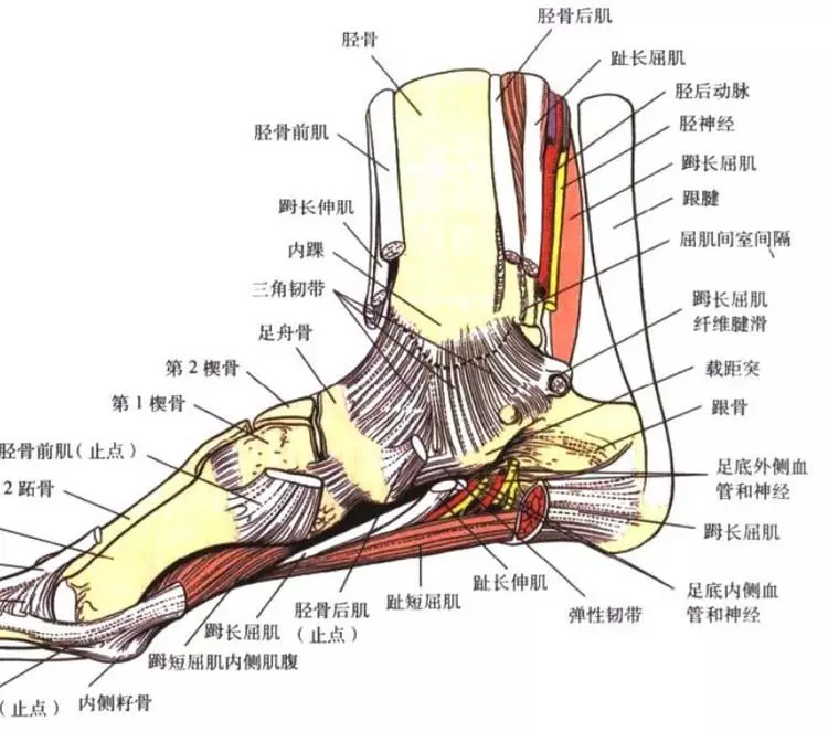 踝关节肌肉,神经等结构示意图