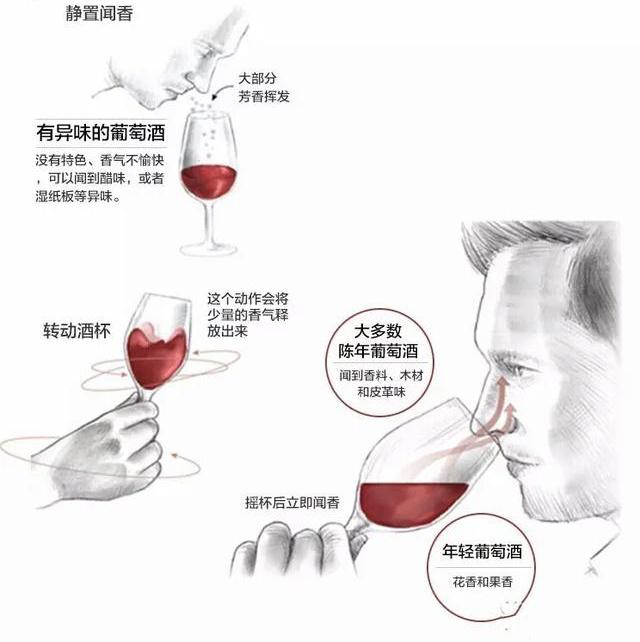 如何正确的品尝葡萄酒?4个步骤 9张图轻松学会