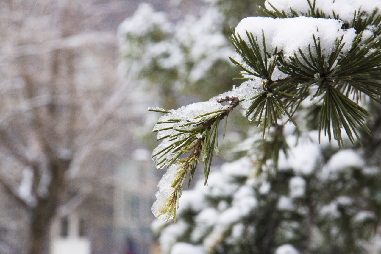 松柏挂雪