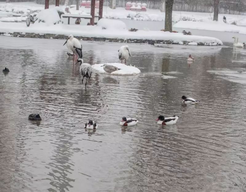 这里是河南漯河漯河开源景区雪景美图