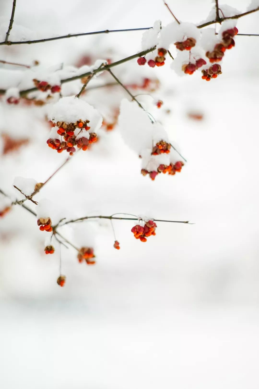 有雪有花有风什么成语_碧蓝航线雪风图片(2)