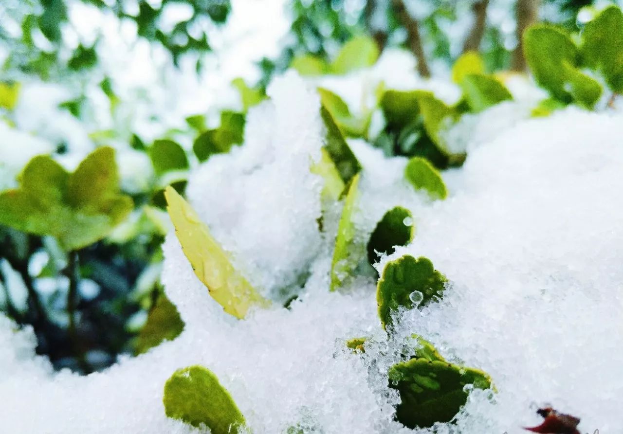 初雪和我在初雪的校园走一走喔